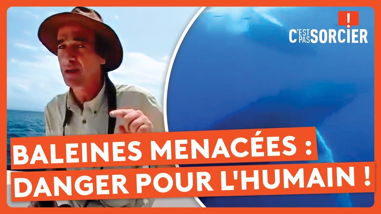 C'est pas sorcier