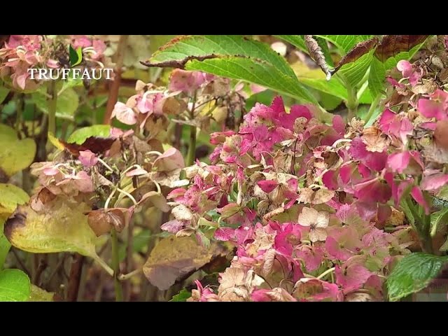 Taille des hortensias