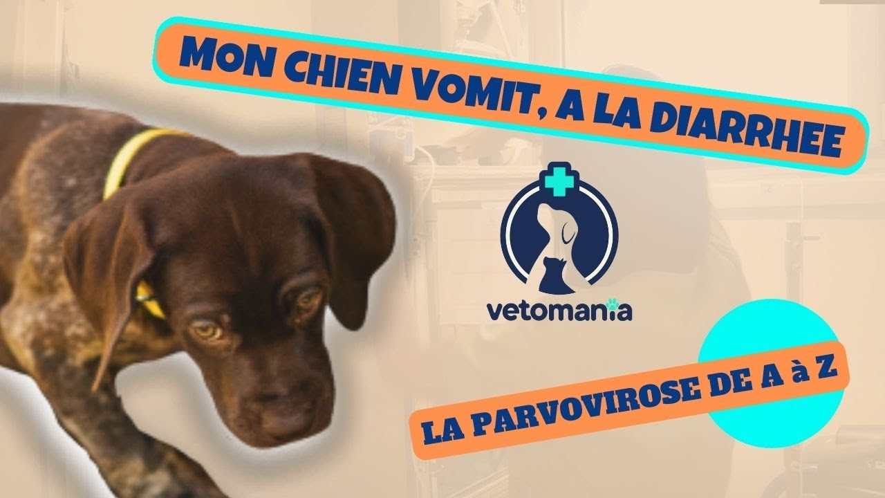 Un Chien Peut-Il Guérir De La Parvovirose