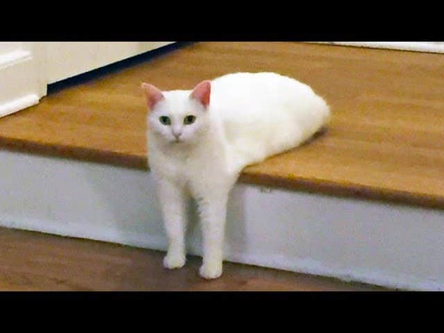 Chat Marrant