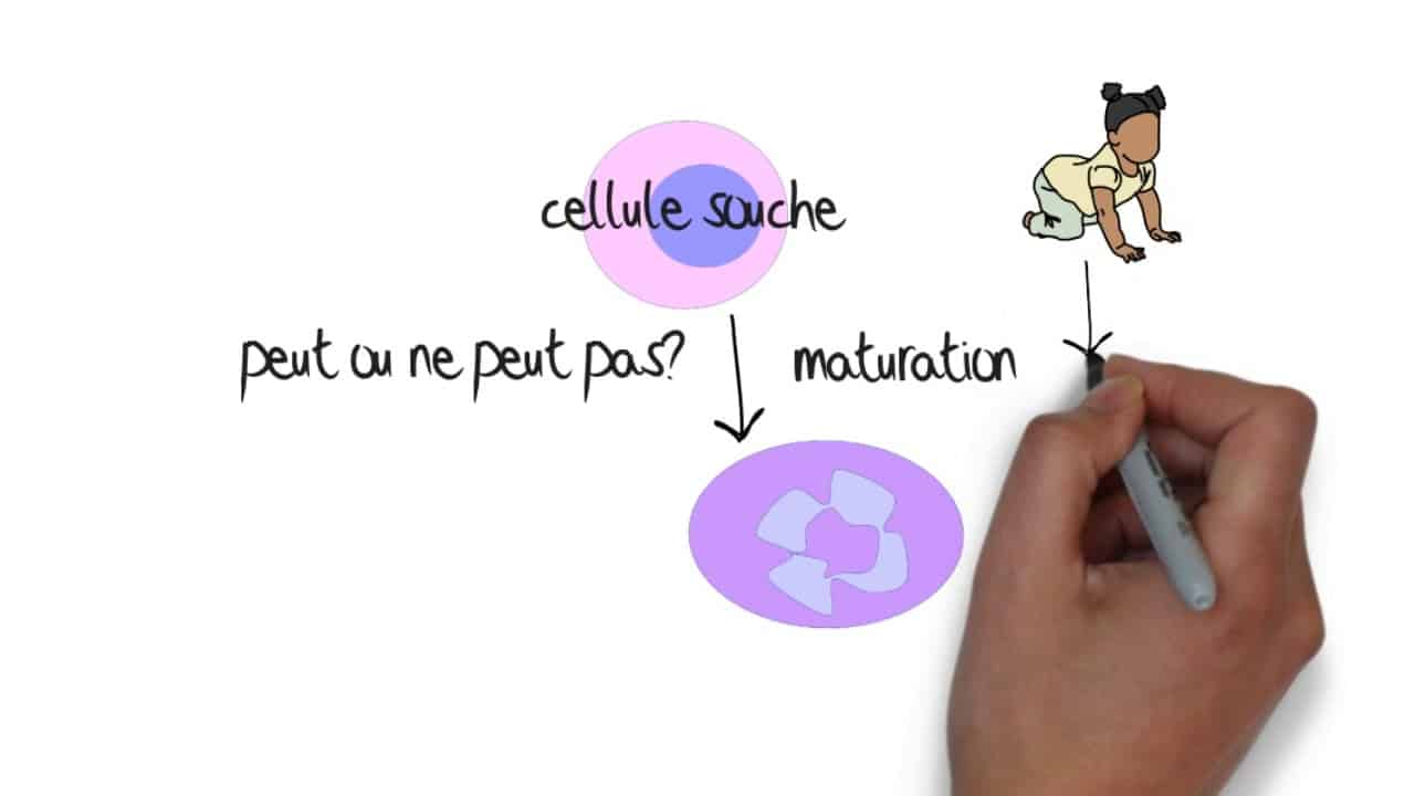 Leucémie