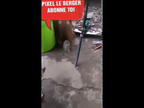 Rongeur Bondissant