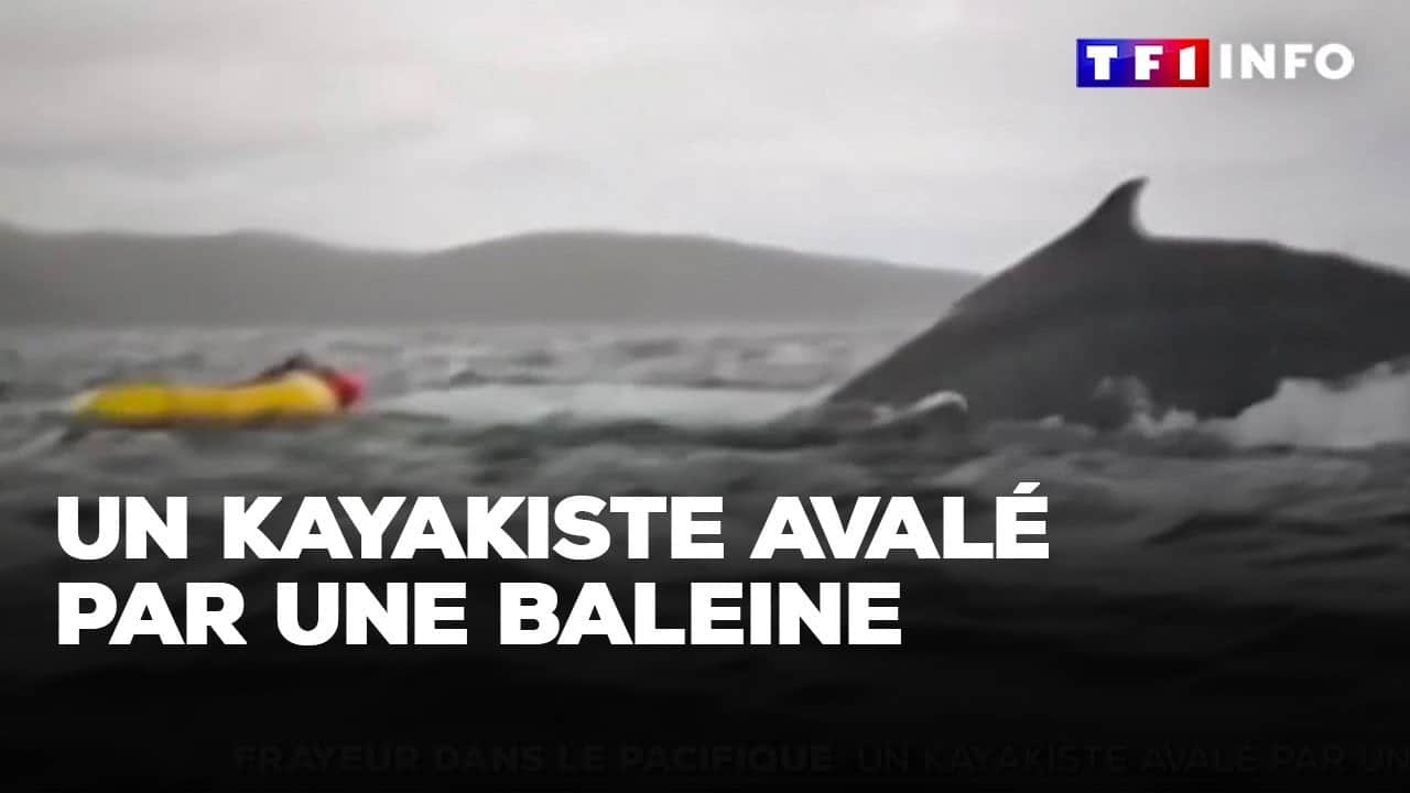 Video Baleine Kayakiste