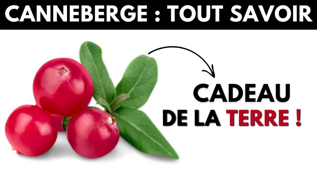 Canneberge infection urinaire