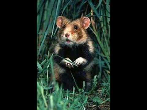 Depeche Afp Hamster