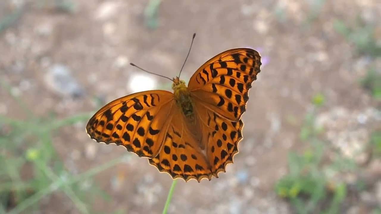 Papillon Le Tabac D'espagne