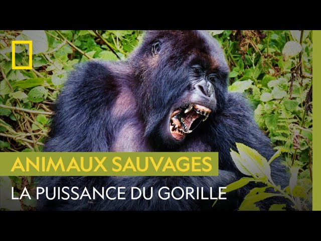 Taille gorille debout