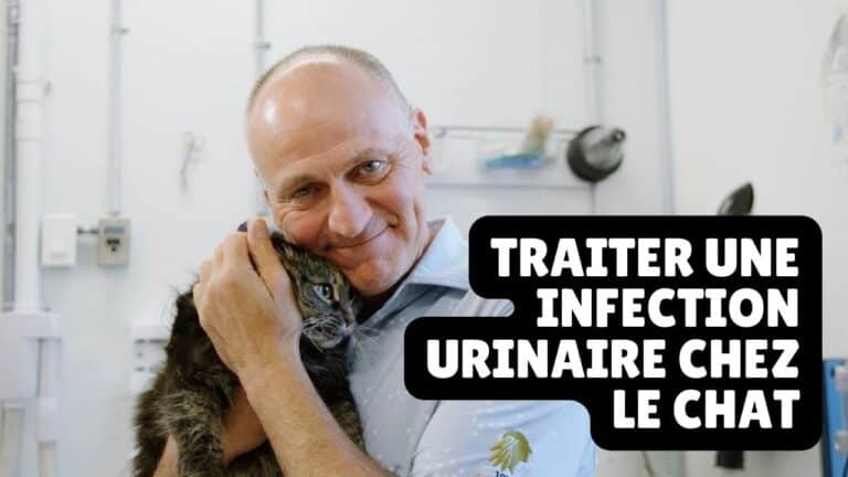 infection urinaire chat traitement