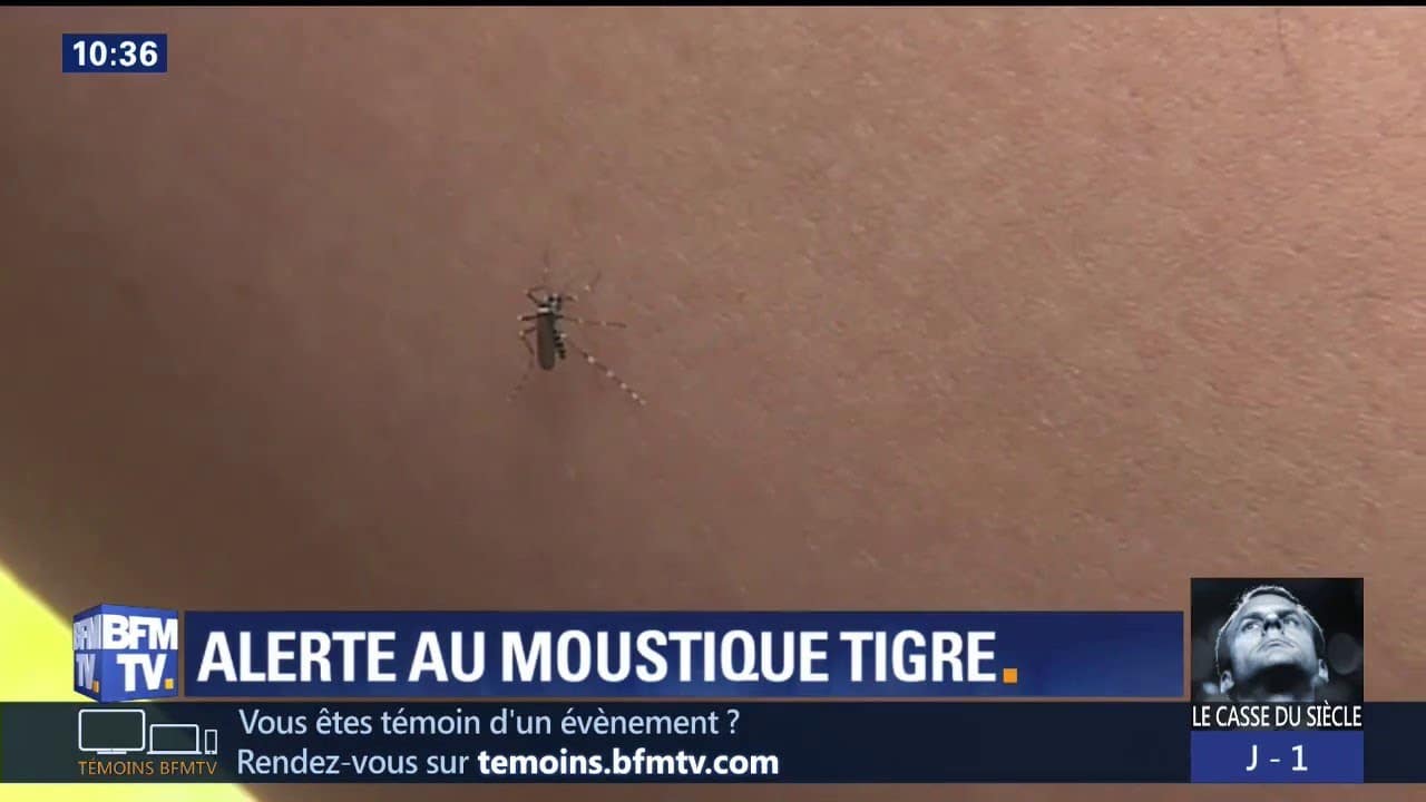 maladie moustique tigre
