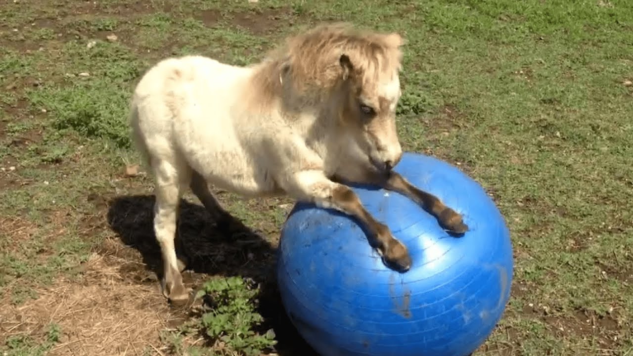 Animaux Marrant