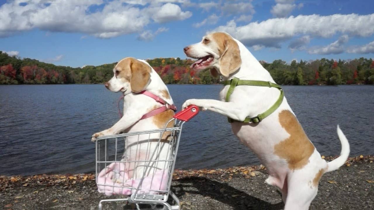 Chien Marrant