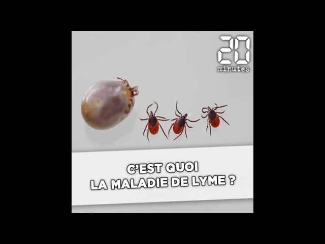 Maladie De Lyme C'est Quoi