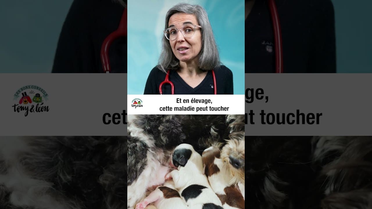 Pets Alerte