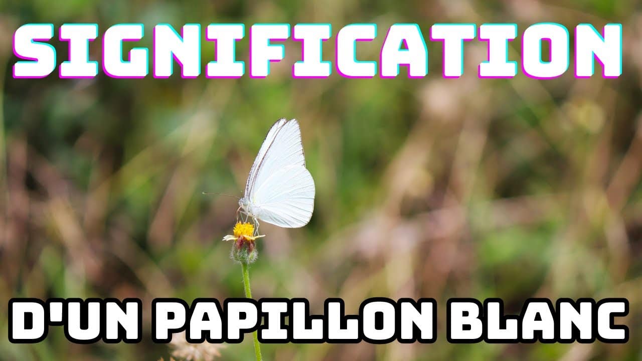 Texte Papillon Décès
