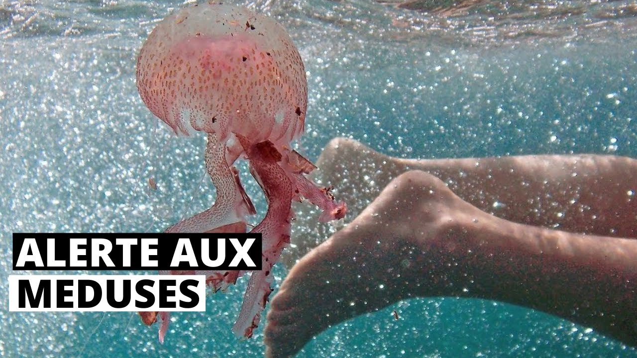 Alerte Meduse