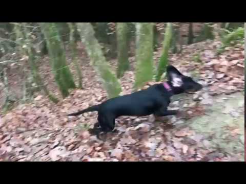 Chien Courant Polonais