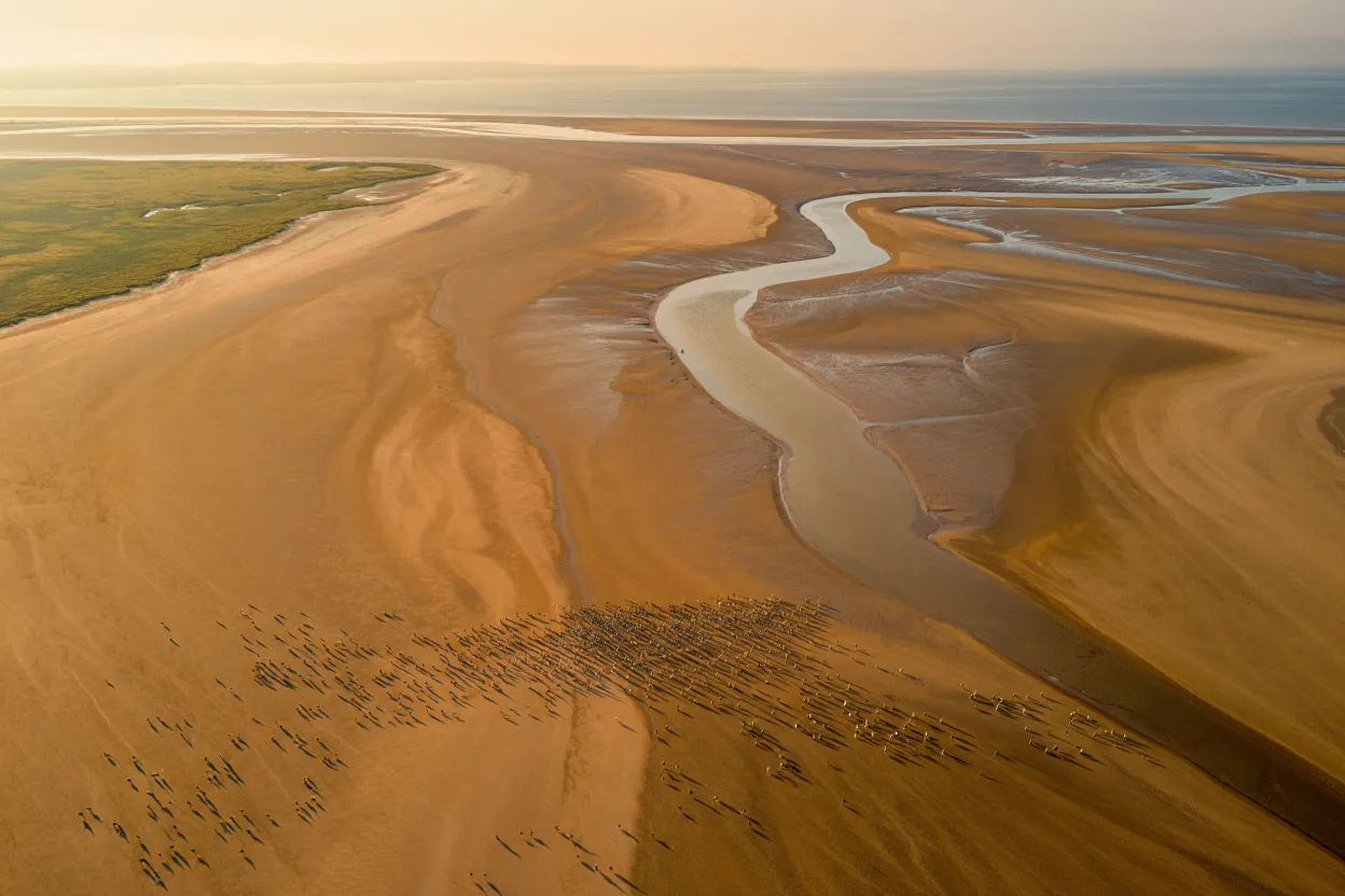 Vue aérienne de la baie de Somme au coucher du soleil, vasières et chenaux sinueux réfléchissant la lumière dorée, vol d'oiseaux migrateurs dispersé sur les bancs de sable
