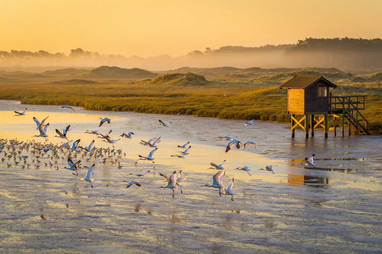 Volée d'oiseaux au-dessus des marais du parc du Marquenterre en baie de Somme au lever du soleil, observatoire en bois au bord de l'eau