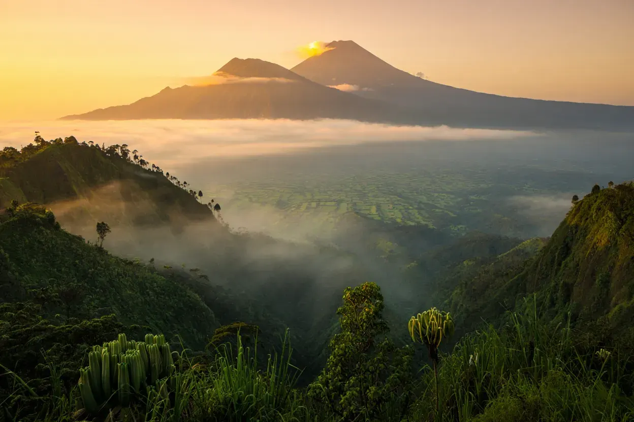Pentes verdoyantes et brumeuses des volcans Virunga au Rwanda au lever du soleil, forêt dense du Parc national des volcans