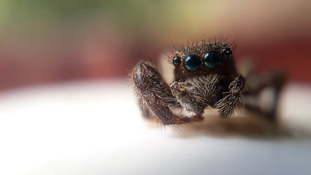 arachnophobie